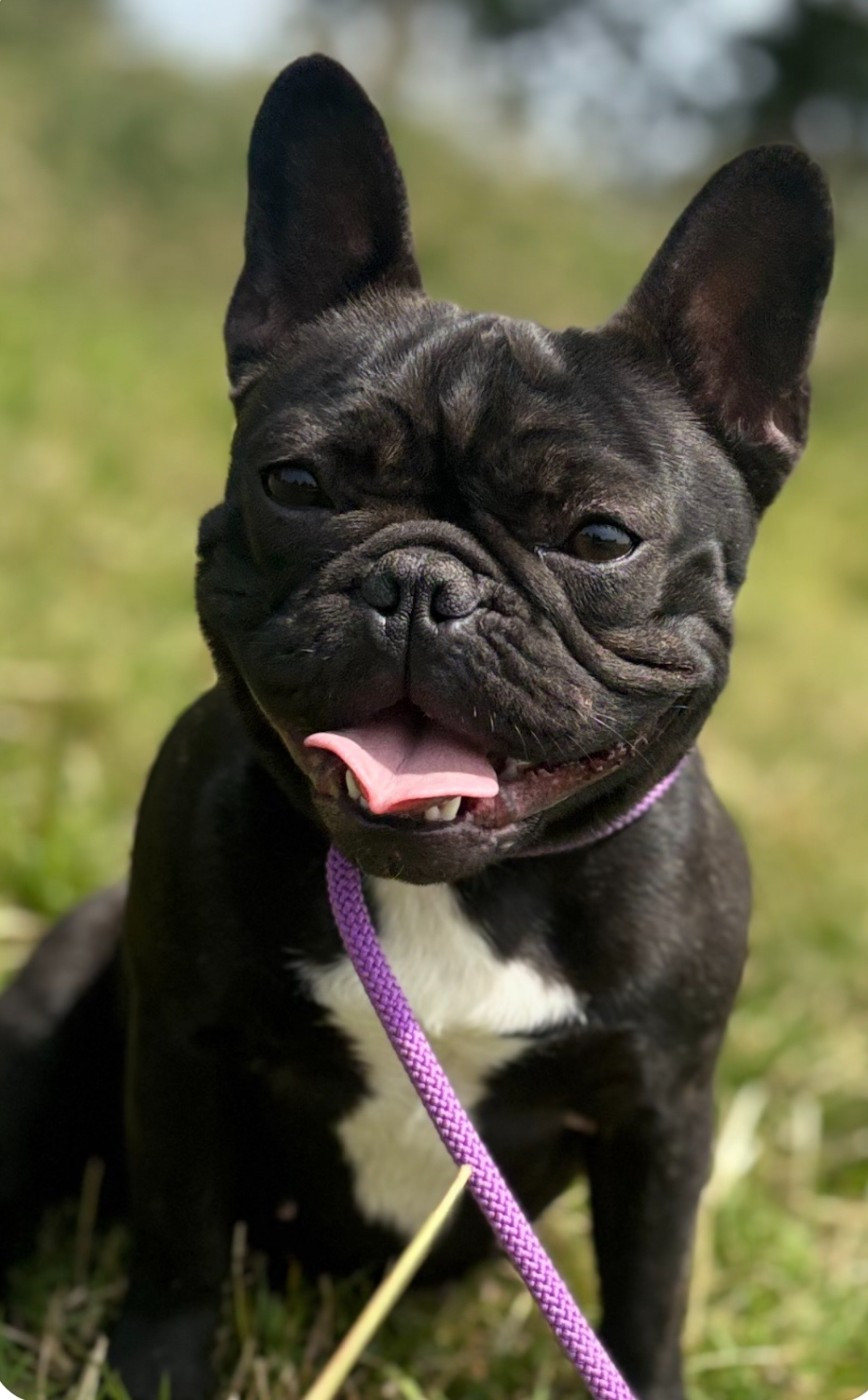 xia du Domaine Rosaris